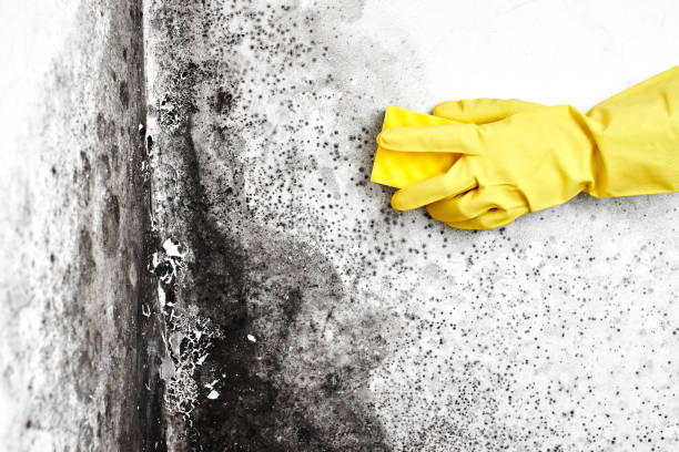 Best Attic Mold Remediation in Captains Cove, VA