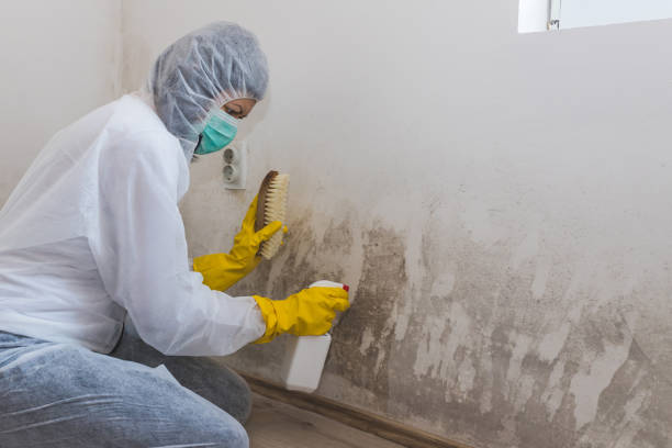 Best DIY Mold Remediation Support Services in Captains Cove, VA