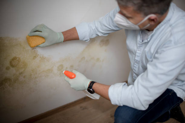 Best Post-Remediation Services in Captains Cove, VA